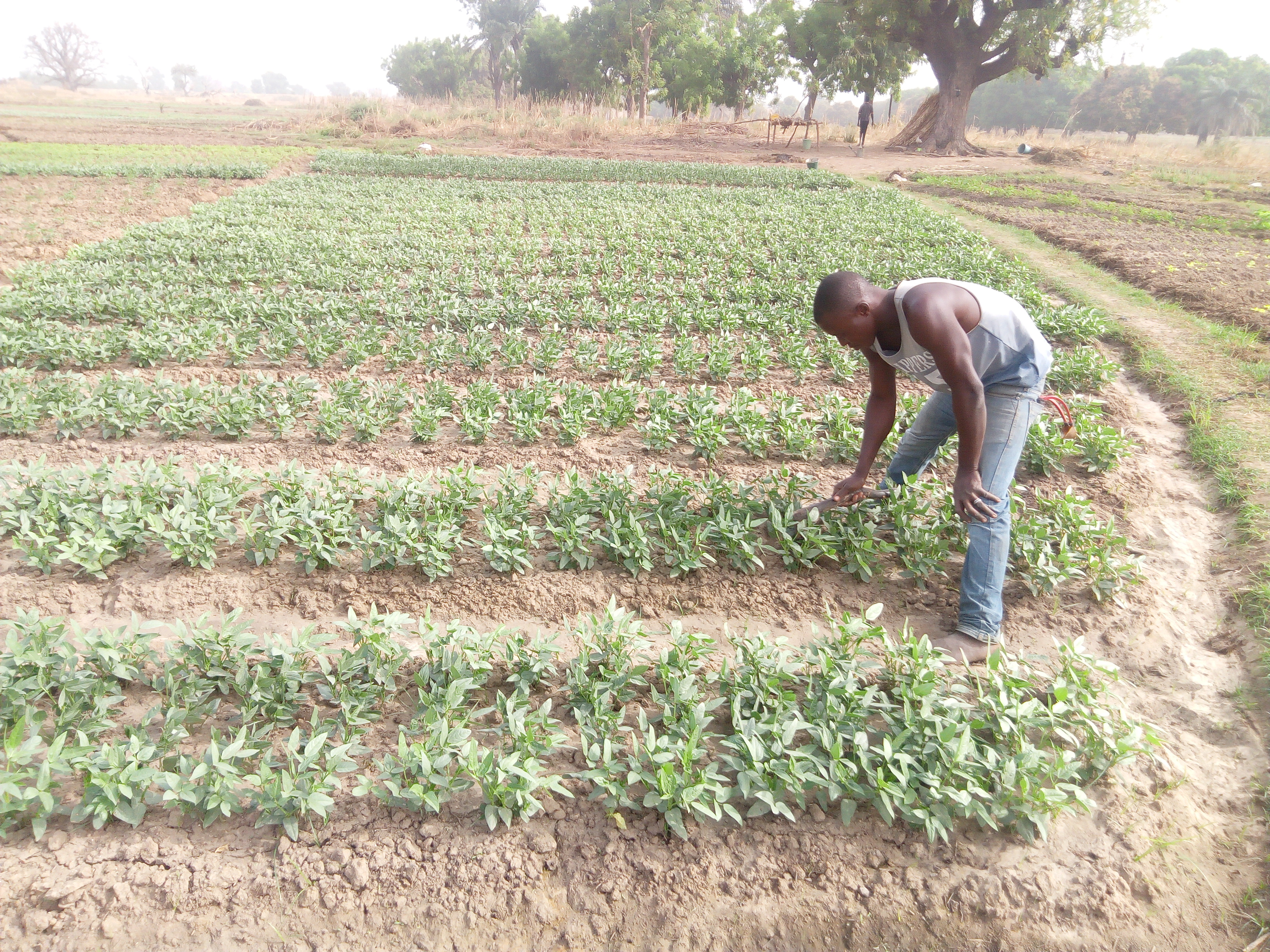 Field Work