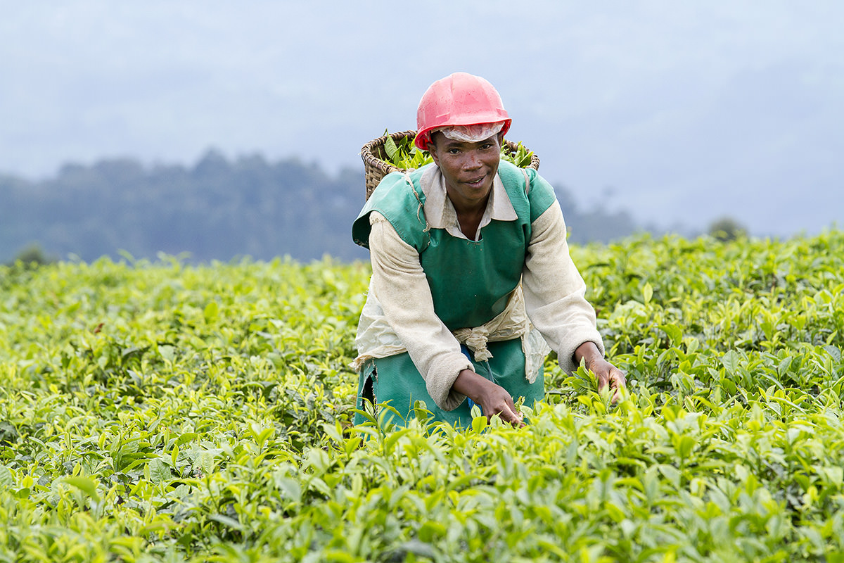 Climate-Smart Agriculture Training Reaches 300 Farmers in Bongo District